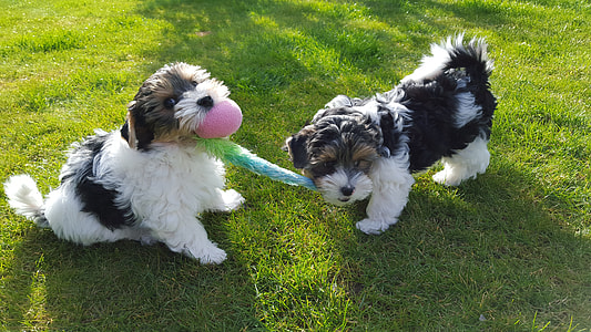 Yorkshire Terrier, Biewer Terrier thumbnail