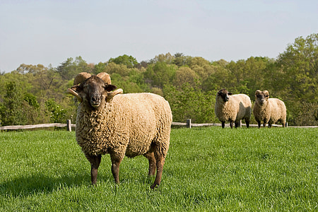 sheep on grass field thumbnail