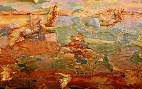 tree, the bark, pine, nature, christmas tree, conifer thumbnail