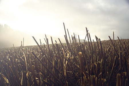 grass during golden hour thumbnail