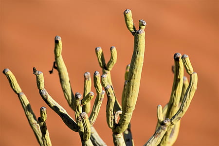 cactus plant thumbnail