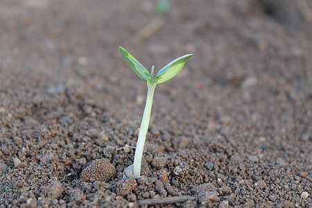 selective photography of green potted plant thumbnail