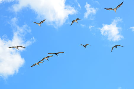 flock of flying birds thumbnail