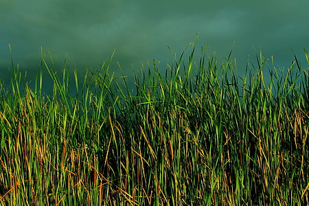green grass thumbnail