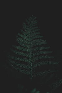 close-up photo of planet leaf thumbnail