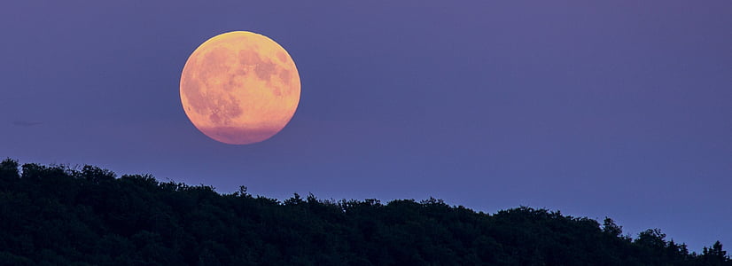 trees under full moon thumbnail