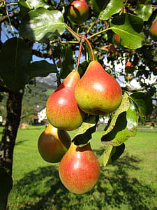 pear tree with fruits thumbnail