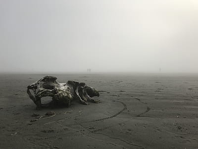 gray driftwood on gray sand thumbnail