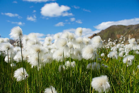 shallow focus photography of white flowers thumbnail