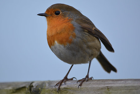 brown and gray small bird perching on brown wood closeup photography thumbnail