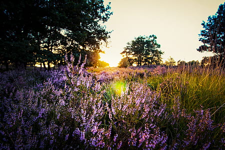 Purple Lavender on Field during Sunset thumbnail