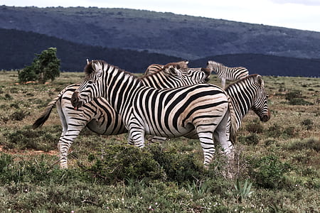 five zebras on green grass thumbnail