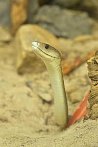 Black Mamba, Dendroaspis Polylepis thumbnail