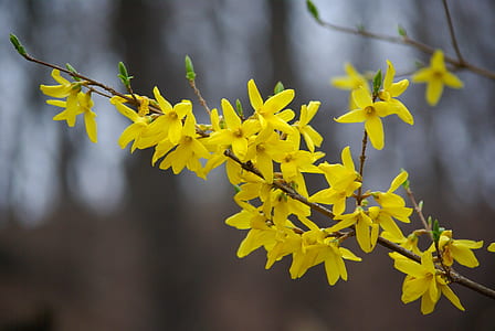 yellow forsythia flowers in selective focus photography thumbnail