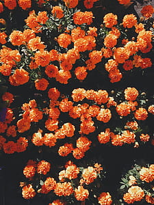 orange petaled flowers during daytime thumbnail