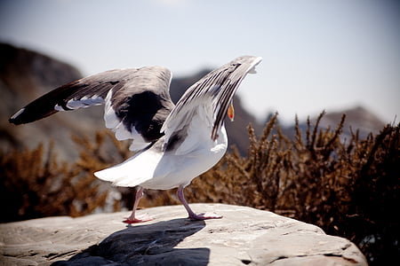 selective focus photography of bird standing on rock thumbnail