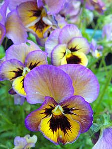 selective-focus photography of purple and yellow pansy flower thumbnail