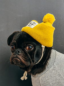 adult black pug wearing beanie hat thumbnail