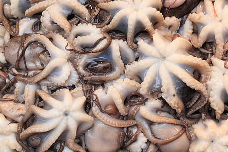octopus lot thumbnail