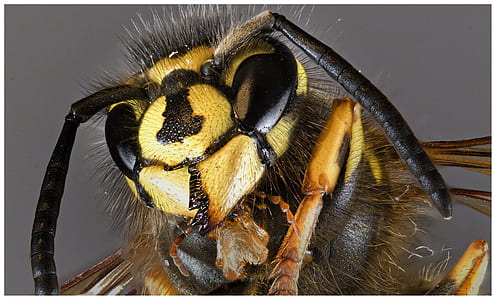 brown honey bee in bokeh photography thumbnail