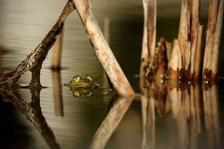 green frog on body of water near brown branches thumbnail