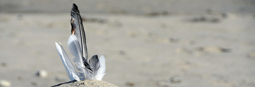 white and black feathers on ground during daytime thumbnail