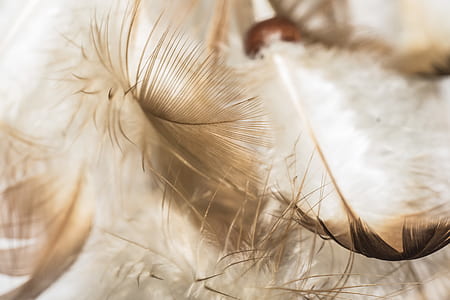gray and brown feathers closeup photography thumbnail