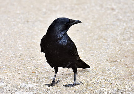crow on ground thumbnail