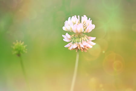 pink clover flower in selective focus photography thumbnail
