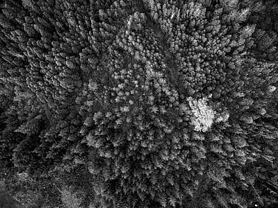 grayscale photo of pine trees thumbnail
