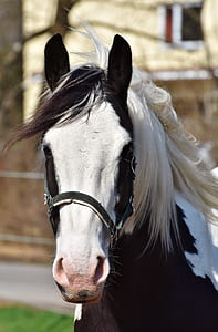 selective photography of white and black horse thumbnail