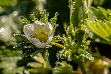 white and green petaled flower during daytime thumbnail
