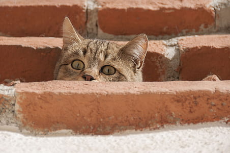 closeup photo of brown cat beside concrete brick thumbnail