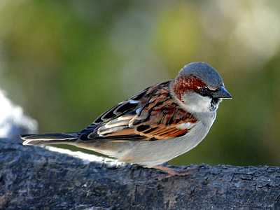 gray and brown bird thumbnail