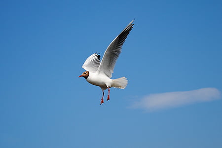 white bird flying under white clouds and blue sky thumbnail