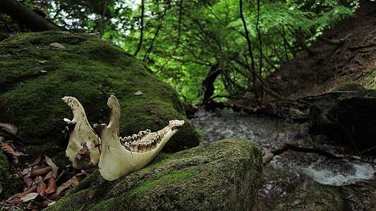 photo of forest and body of water thumbnail