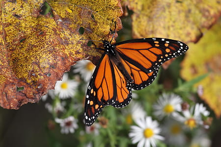 closeup photography of monarch butterfly perched on brown leaf thumbnail