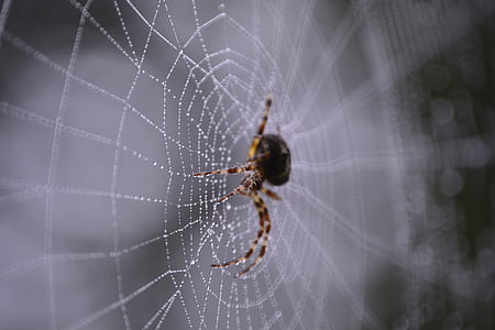 brow spider in shallow photography thumbnail