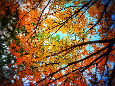 Low Angle Photo of Trees With Orange Leaves thumbnail