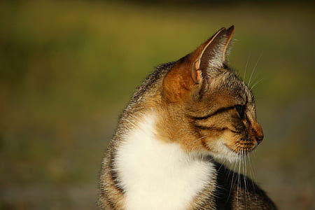 brown and black cat thumbnail