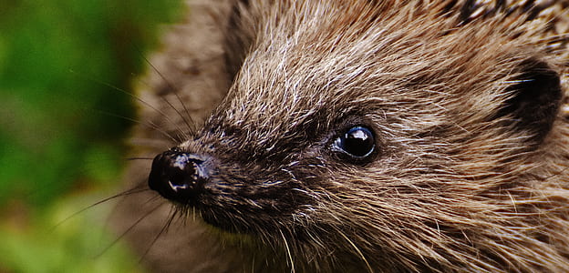 brown animal thumbnail