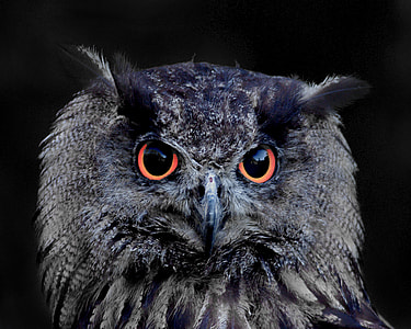 photo of black owl thumbnail