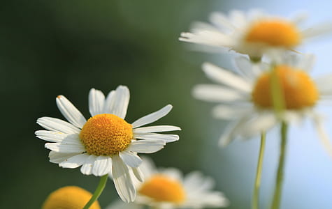 white daisy flower thumbnail