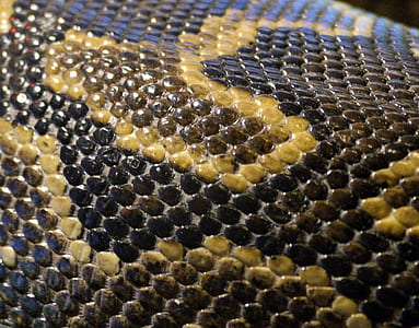 brown and black snake skin thumbnail