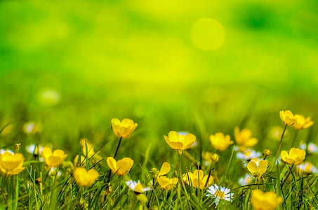 shallow focus photography of yellow flower field thumbnail