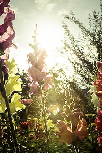 garden of flowers against sunlight thumbnail