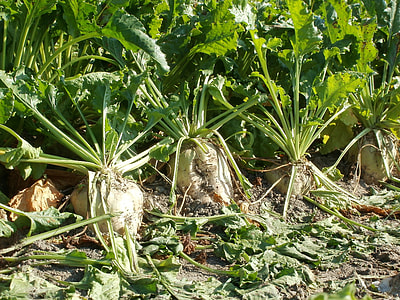 green vegetable on ground thumbnail
