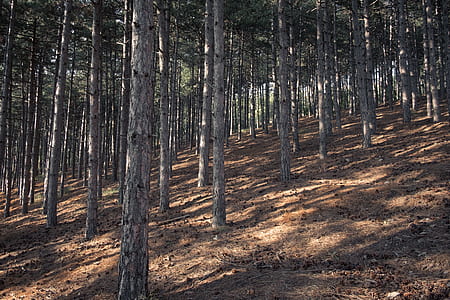 low angle photo of trees thumbnail