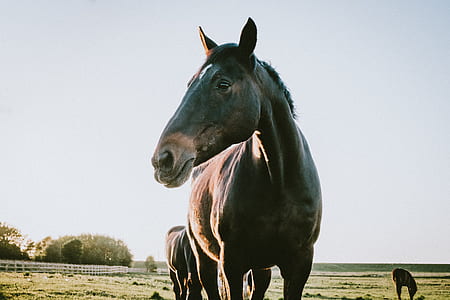 brown horse closeup photo thumbnail