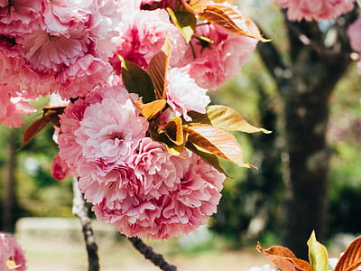 pink petaled flowers thumbnail
